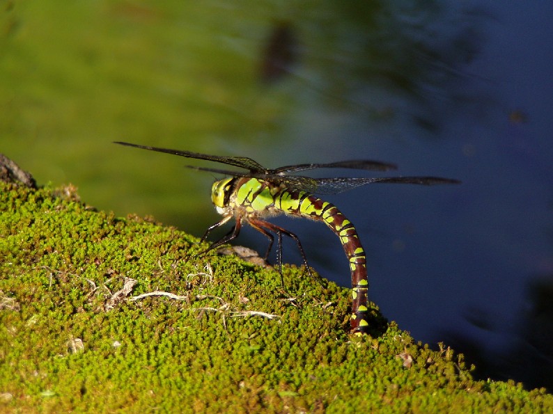 Libellula in deposizione? Aeshna cyanea